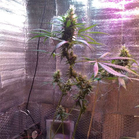 II growlog timeline photo
