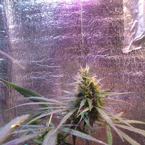 II growlog timeline photo