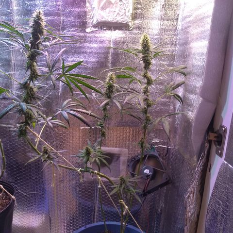 Preta growlog timeline photo