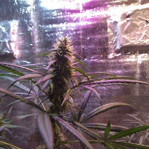 Preta growlog timeline photo