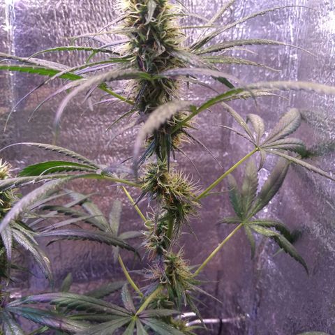 Preta growlog timeline photo