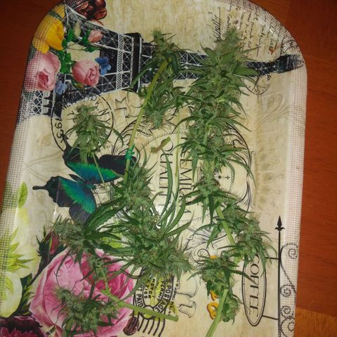 II growlog timeline photo
