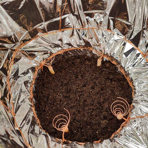 Foto 2 del growlog de Kaiserin Bettina II.