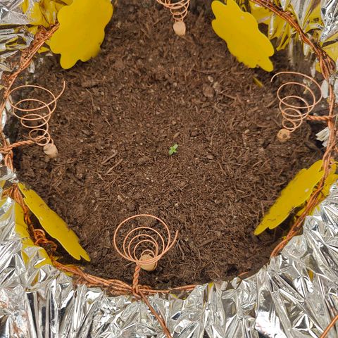 Kaiserin Bettina II. growlog photo: 🌱EVE🌱