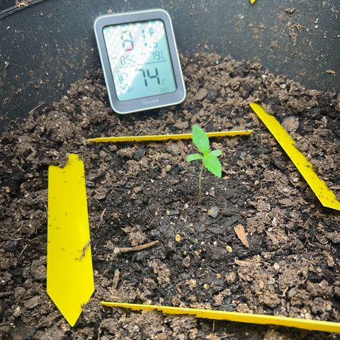 Aria’s Zkittlez growlog photo: Looks great beginning of second fingers started