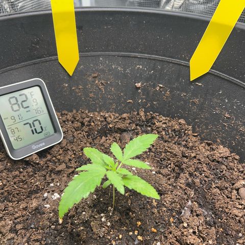 Aria’s Zkittlez growlog photo: Not watered but heavy misting in 2 times with 5 minutes in between.