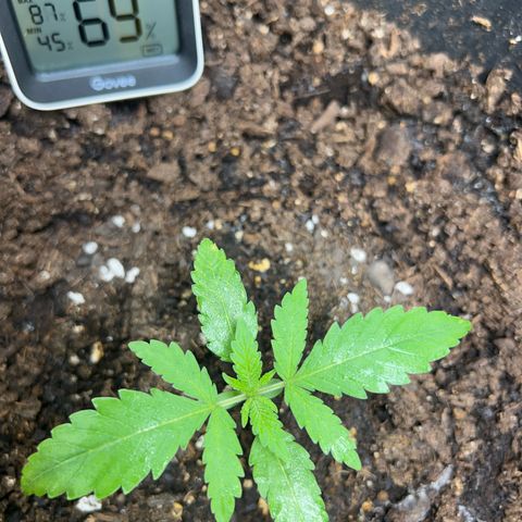 Aria’s Zkittlez growlog photo: Not watered but heavy misting in 2 times with 5 minutes in between.