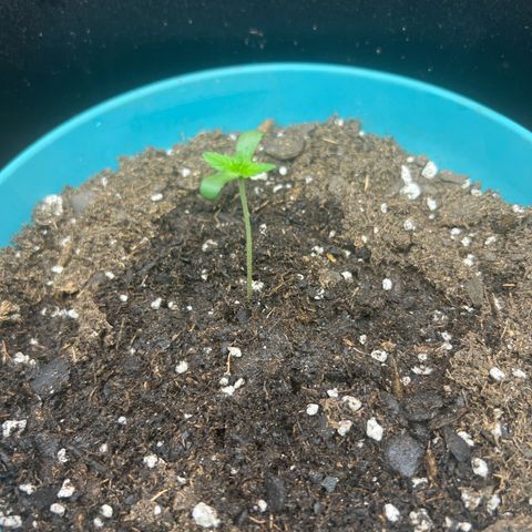 Jupiters Punch  growlog photo: Added more top soil and plant is about 4”