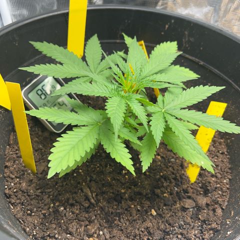 Aria’s Zkittlez growlog photo: Should possibly start flower and end of this month.