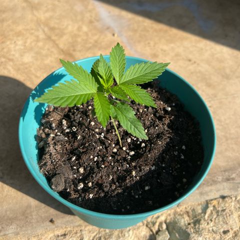 Jupiters Punch  growlog timeline photo