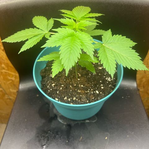 Jupiters Punch  growlog photo: Growing strong 