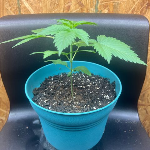 Jupiters Punch  growlog photo: Growing strong 