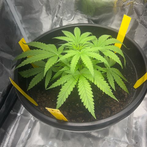 Aria’s Zkittlez growlog photo: De foliage of yellowing leaves needs nutrients 