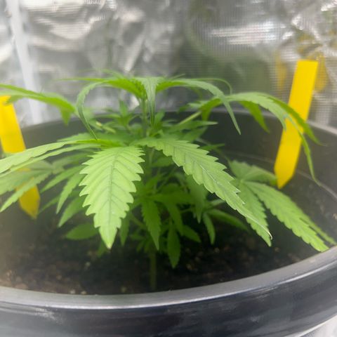 Aria’s Zkittlez growlog photo: De foliage of yellowing leaves needs nutrients 