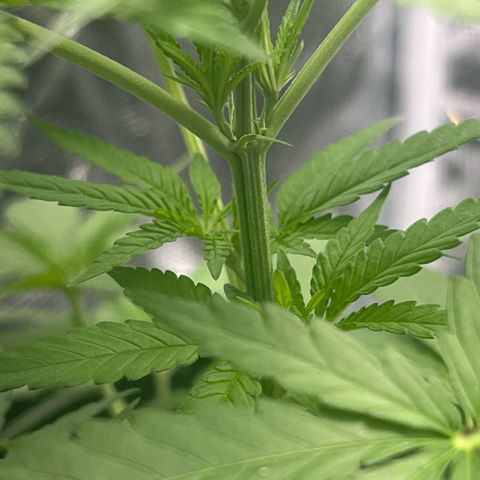 Aria’s Zkittlez growlog photo: First Tricomb hairs started. 