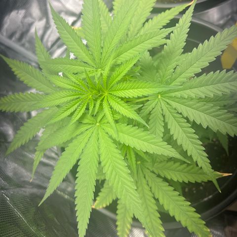 Aria’s Zkittlez growlog photo: First Tricomb hairs started. 