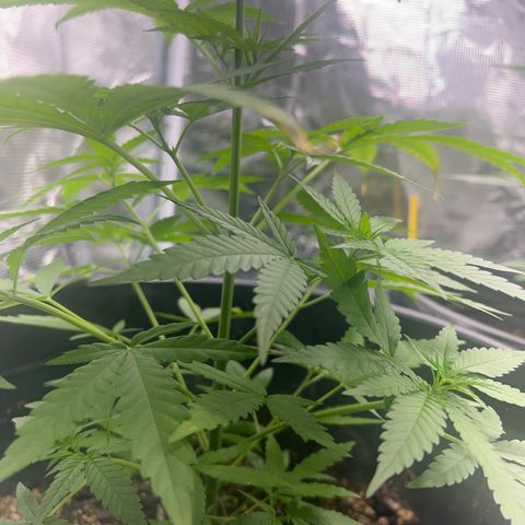 Aria’s Zkittlez growlog photo: First Tricomb hairs started. 