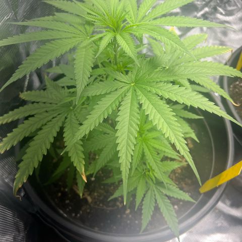 Aria’s Zkittlez growlog photo: First Tricomb hairs started. 
