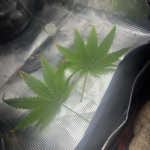 Aria’s Zkittlez growlog photo: Trimming two leaves