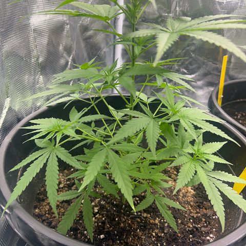 Aria’s Zkittlez growlog photo: Trimming two leaves