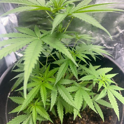 Aria’s Zkittlez growlog timeline photo