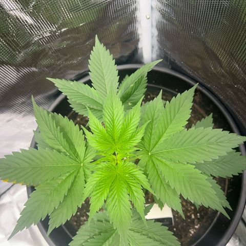 Jupiters Punch  growlog photo: Bud branch’s starting 
