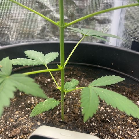 Jupiters Punch  growlog photo: Bud branch’s starting 