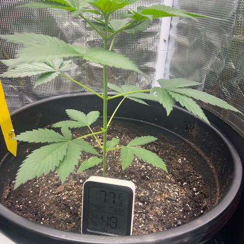 Jupiters Punch  growlog photo: Bud branch’s starting 