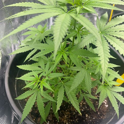 Aria’s Zkittlez growlog timeline photo
