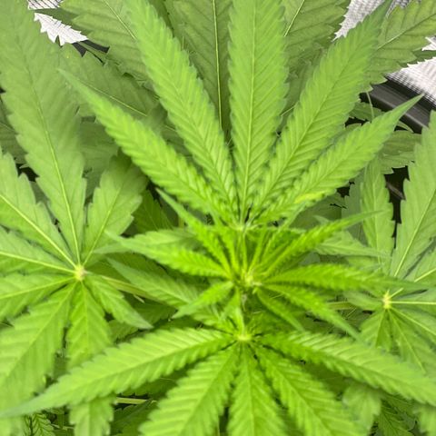 Aria’s Zkittlez growlog photo: Colas started to form 