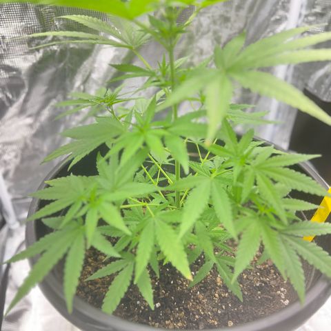 Aria’s Zkittlez growlog photo: Colas started to form 