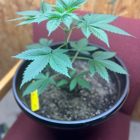 Jupiters Punch  growlog photo: Really good health 