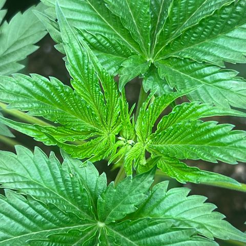 Jupiters Punch  growlog photo: Really good health 