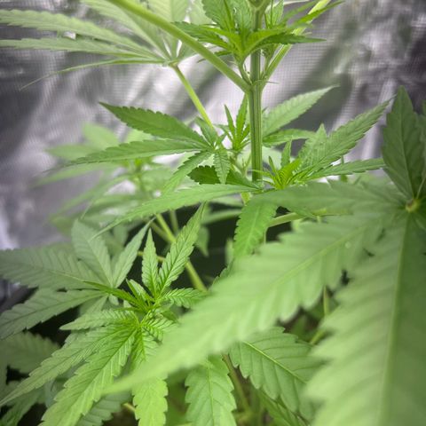 Aria’s Zkittlez growlog photo: Colas started to form 