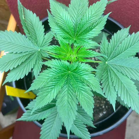 Jupiters Punch  growlog timeline photo