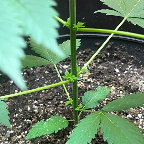 Jupiters Punch  growlog photo: Really good health 