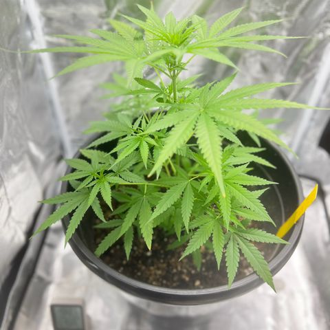 Aria’s Zkittlez growlog photo: Colas started to form 