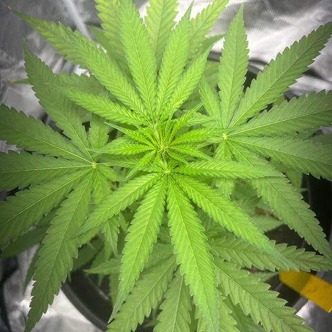 Aria’s Zkittlez growlog photo: Colas started to form 
