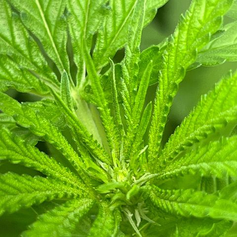 Aria’s Zkittlez growlog photo: Colas started to form 