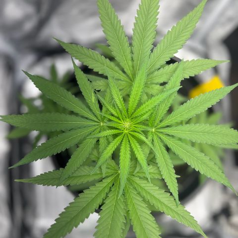 Aria’s Zkittlez growlog photo: Buds getting bigger need to get bloom nutrients 