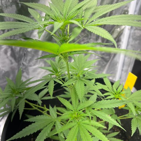 Aria’s Zkittlez growlog photo: Buds getting bigger need to get bloom nutrients 