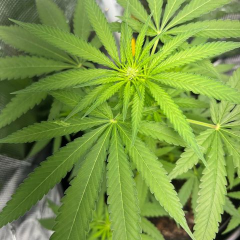 Aria’s Zkittlez growlog timeline photo