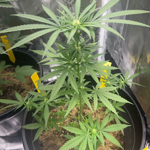 Aria’s Zkittlez growlog timeline photo