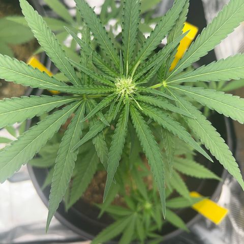 Aria’s Zkittlez growlog timeline photo