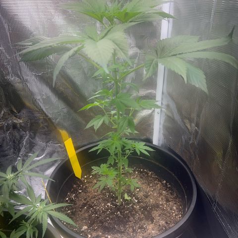 Jupiters Punch  growlog photo: Starting to see pistols