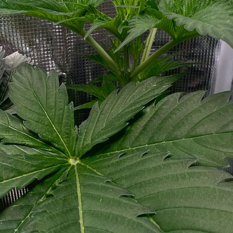 Jupiters Punch  growlog photo: Starting to see pistols