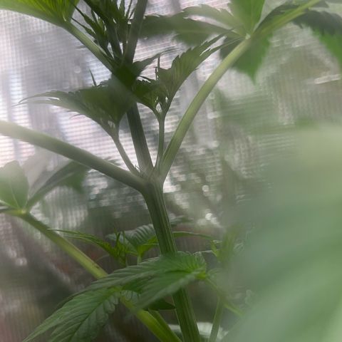 Jupiters Punch  growlog photo: Starting to see pistols