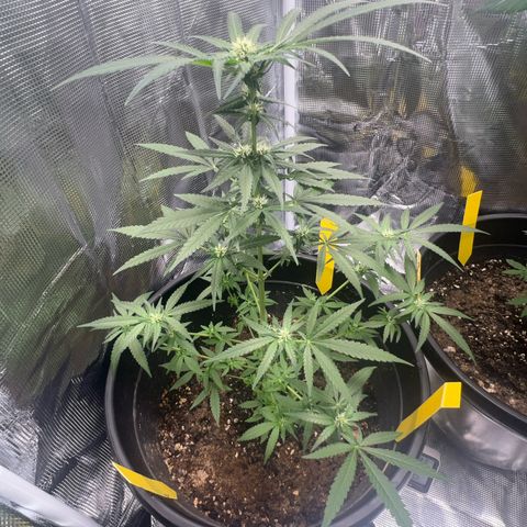 Aria’s Zkittlez growlog photo: Harvest in one month 