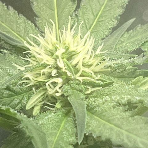 Aria’s Zkittlez growlog photo: Harvest in one month 