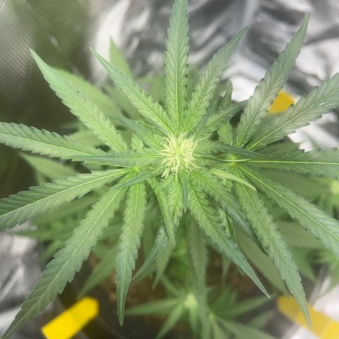 Aria’s Zkittlez growlog timeline photo